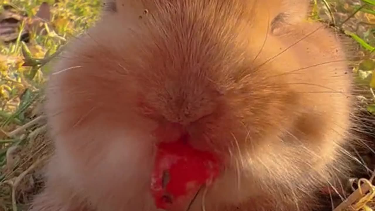 bunny eating sweat red tomatoes