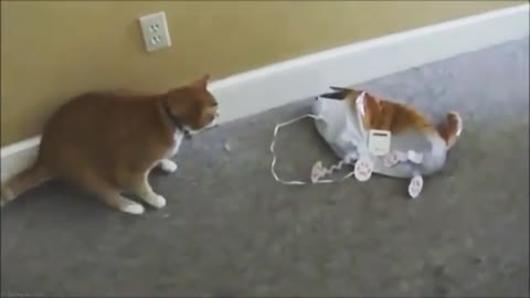 Some fun play with my cat /funny cat. /cute cat