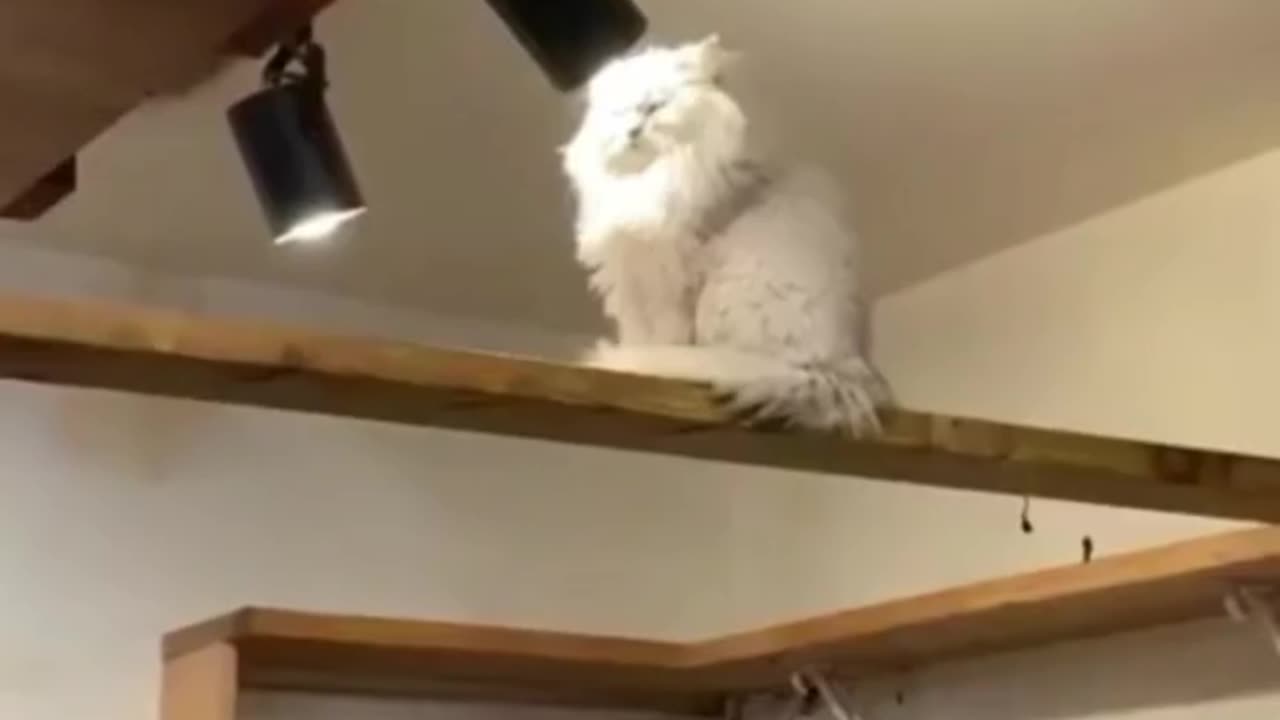 Funny video animals 😂🤣🤣compilation -funny video 2023😂ðŸ˜