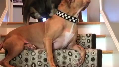 Pudge the pit -Retaliation Urination