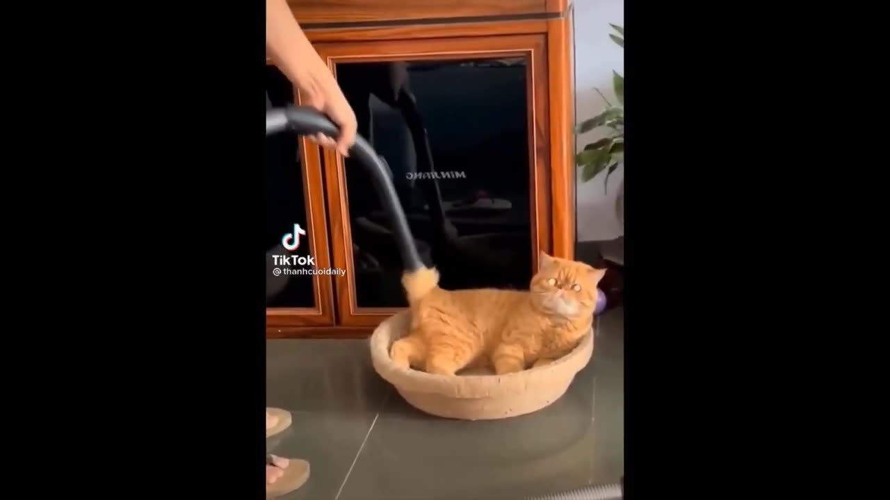 New Funny Animals 😂 Funniest Cats and Dogs Videos 😺🐶