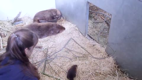 Baby Beaver Cuteness