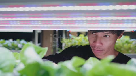 Young Asian man check his Organic hydroponic vegetable cultivation farm