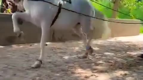 Horse dancing to the rhythm of dhol.