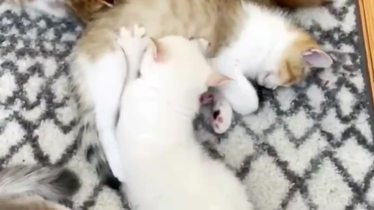 cute kitten 🥰😘