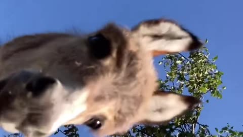 Funny animals