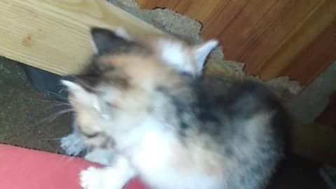 Cute kittens fighting