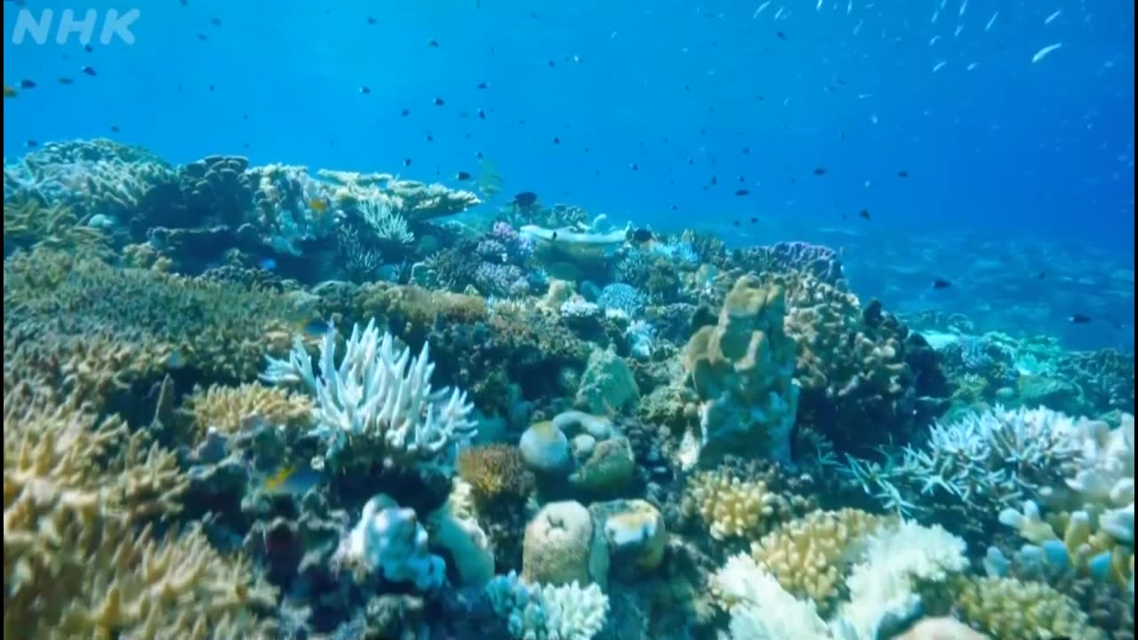 小さな旅 「恵みの美ら海で～沖縄県 本部町～」