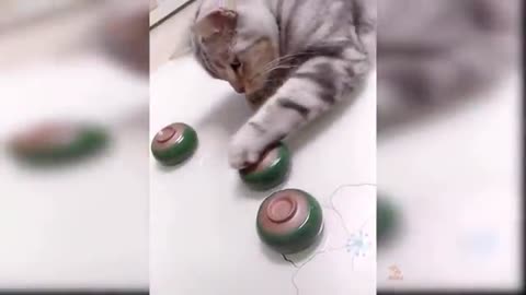 funny cat video