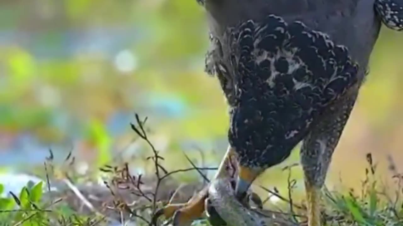 Eagle vs snake fight on the tree