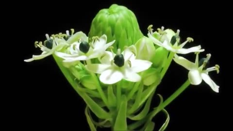 Beautiful Flower Time Lapse