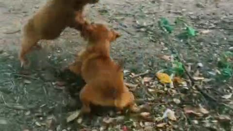 The dog and the pig fought
