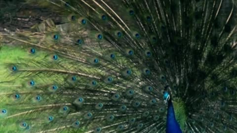 Peacocks video