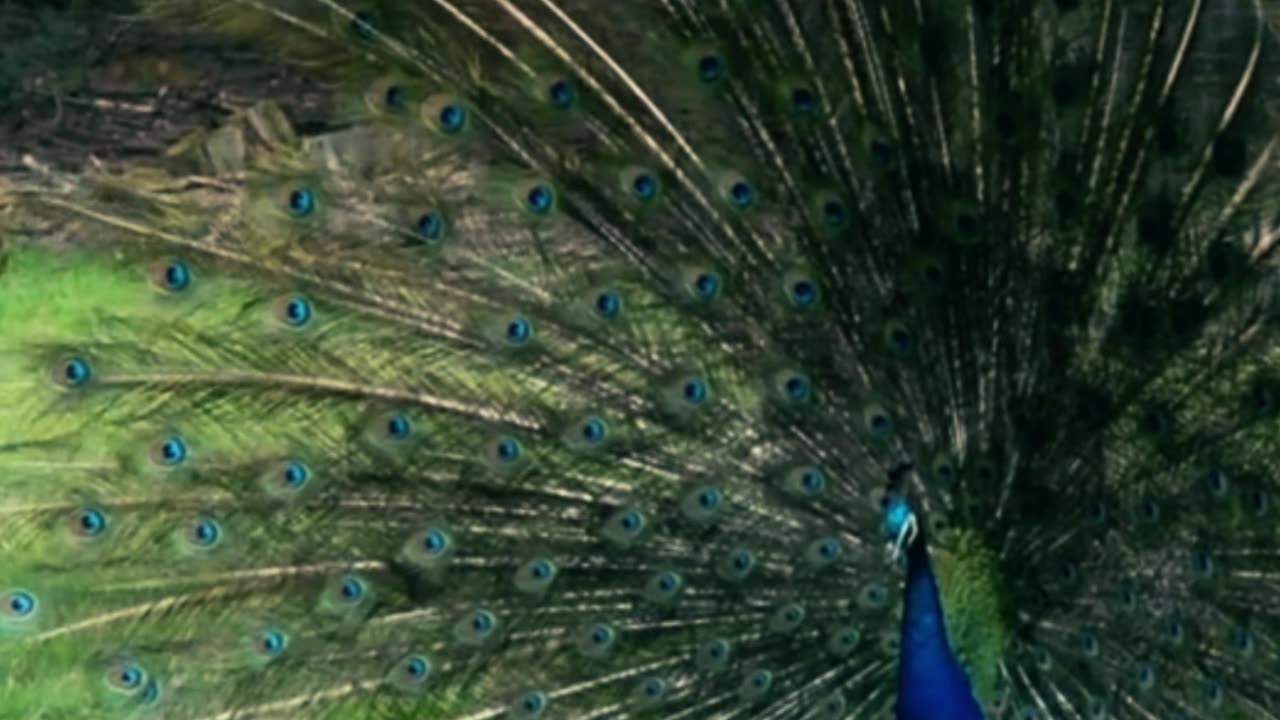 Peacocks video