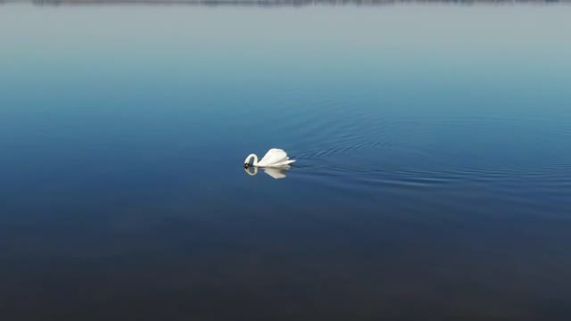 peace lake has a swan#peace Nature