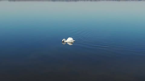 peace lake has a swan#peace Nature