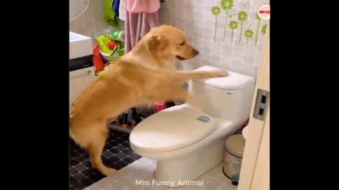 -Funny animal videos 2023 cats�� and dogs