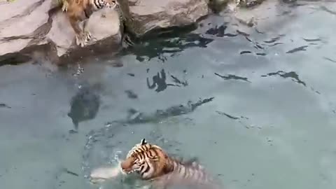 Tigers catch chicken while jumping