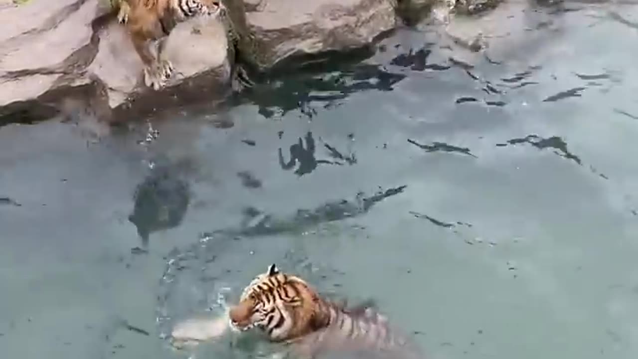 Tigers catch chicken while jumping