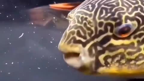 This is a beautiful and charming water-dwelling species