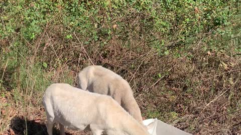 Cute Sheep 🐑 got treats | DDRanch | FarmLiving