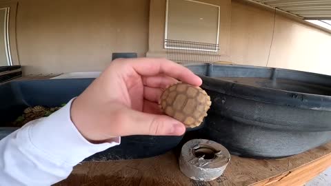 Baby Tortoises Hatching Out of the Ground-1