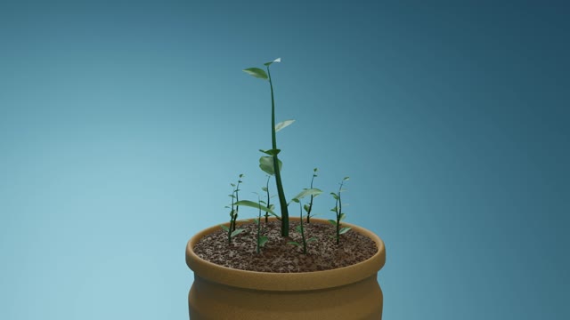 Sapling Growth Animation (Blender Geometry Nodes in Description)