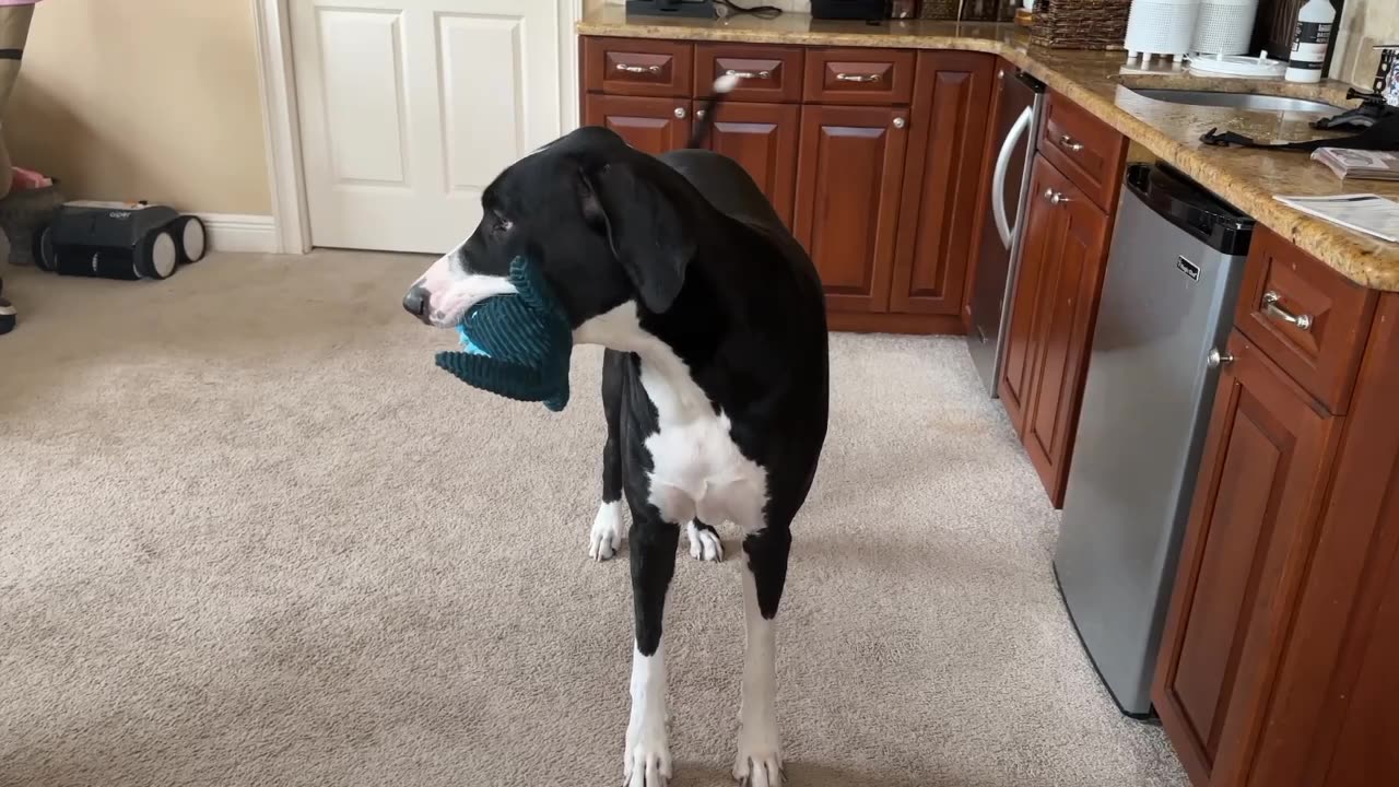 Smiling Great Dane's Funny Alligator Toy Teeth Greeting