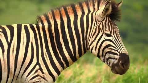 Wild Animals in 8K ULTRA HD HDR - Collection of Colorful Wild Animals II (60 FPS)