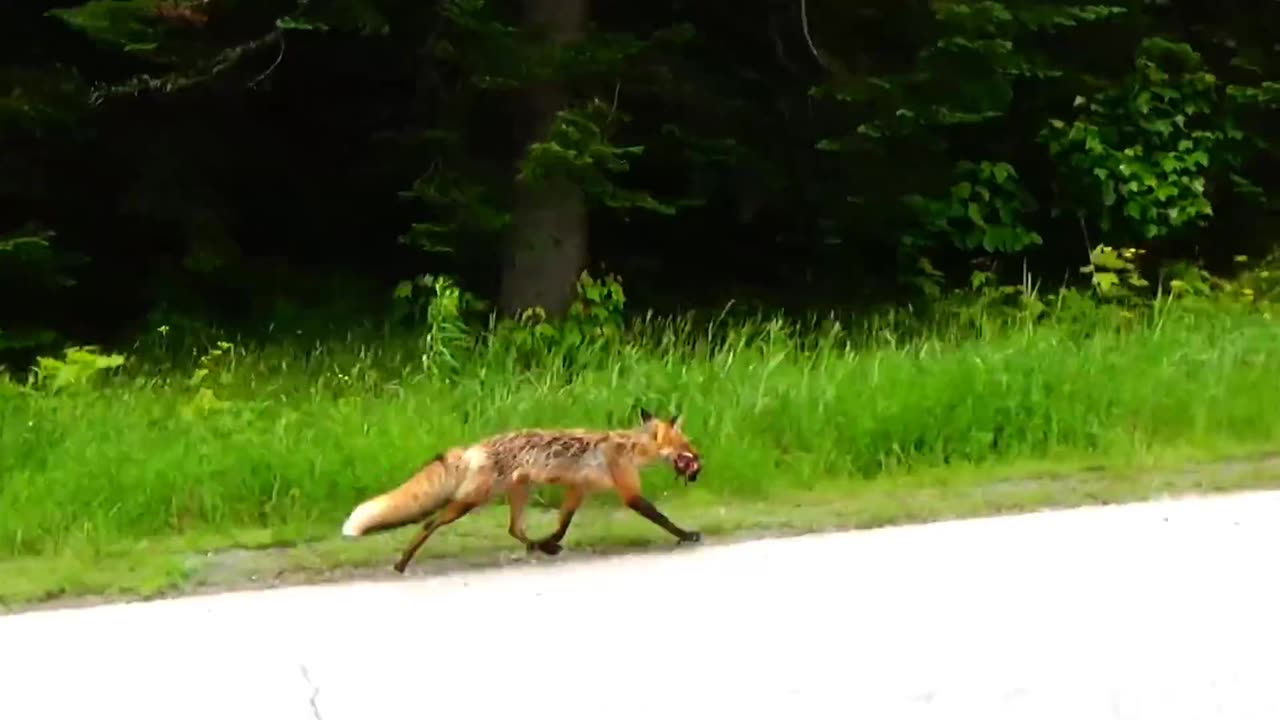 Red Fox on the run