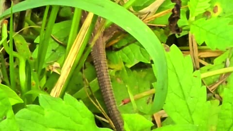 Mini lizard at the edge of the forest / beautiful reptile in nature.