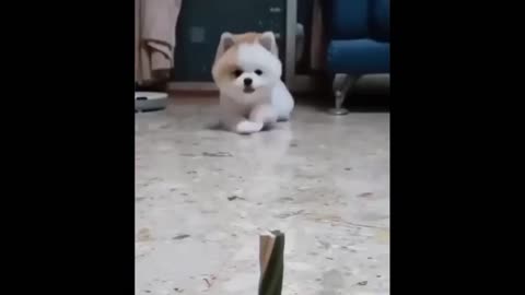 Hilarious Pets Compilation 6 - Cute And Funny Animals 😂