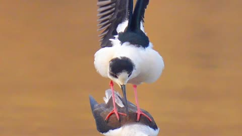 Birds video