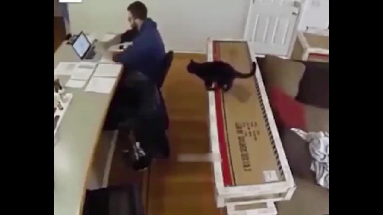 Cat scattered papers on the table