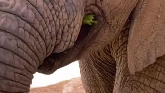 After watching these animals eat, my stomach is hungry too