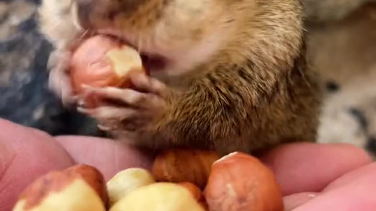 Cute chipmunk eats