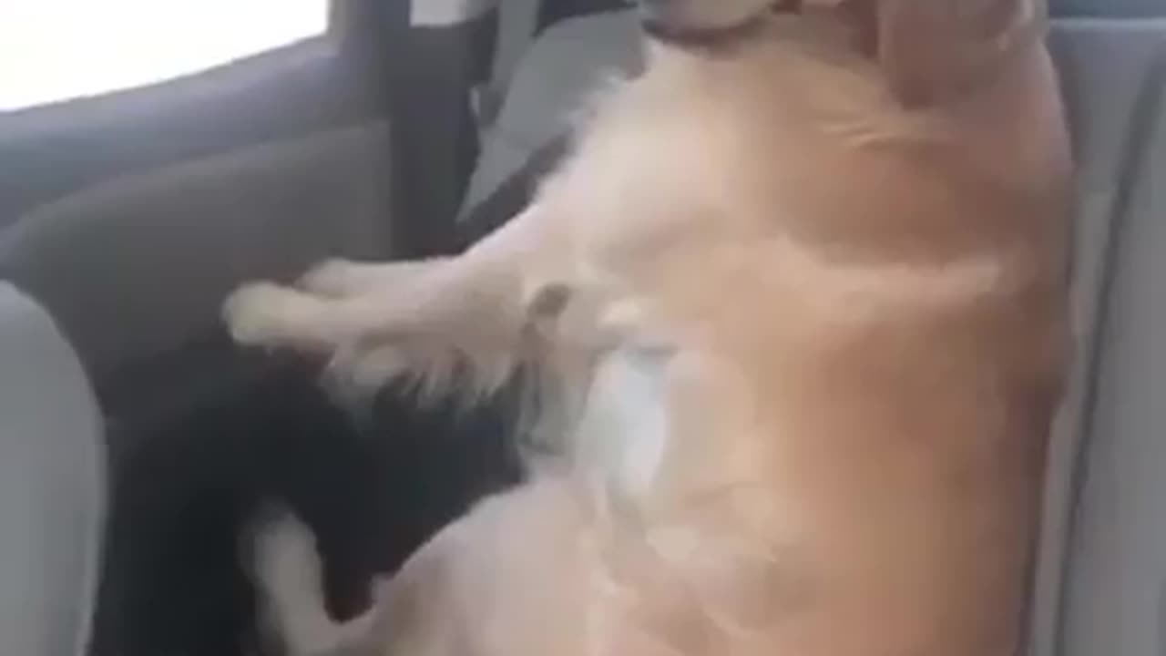 Dog thinks its human