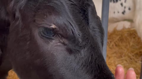 Baby Cows Love Sucking on Hands