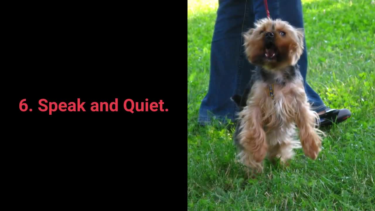 dog training video