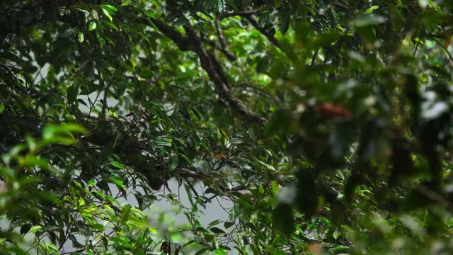 a bird under rain