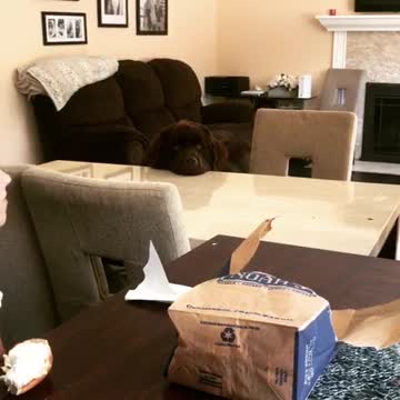 Newfoundland puppy masters "begging" face