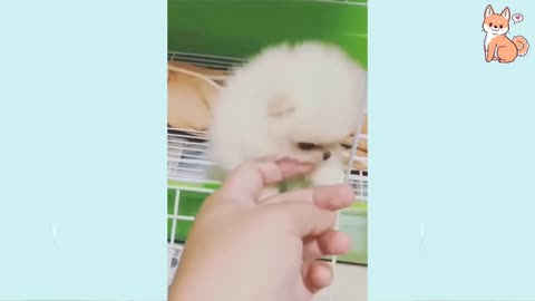 Angry - Funny Dogs of Tik Tok videos angry Pet