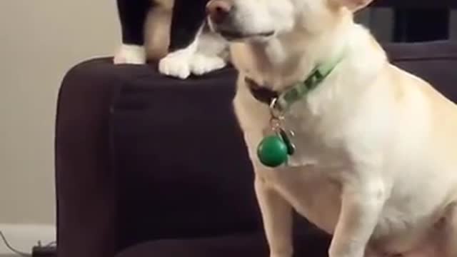 A cat thinks long before hitting a dog