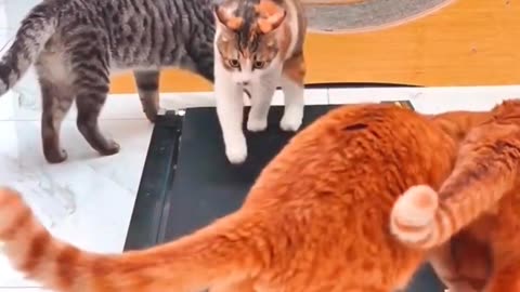 Cat funny videos 😅. Cat comedy video 😂😂😂.