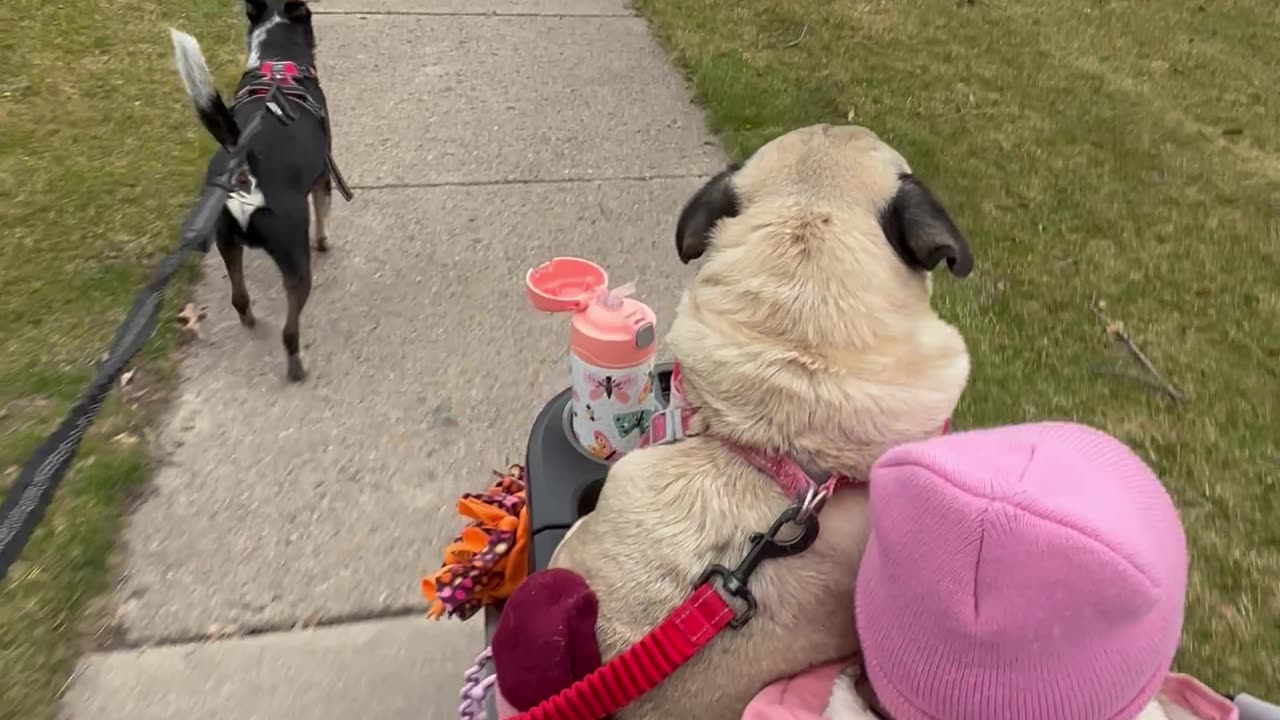 Strolling Pug Finishes Walk On Lap