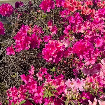 Mayfaire, Wilmington, NC