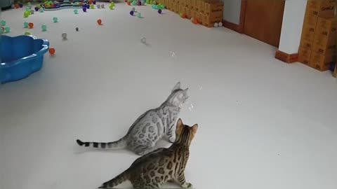 Bengal Kittens Play With Bubbles