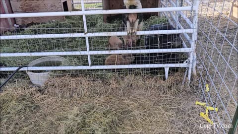 Graham Family Farm: Snow then Not