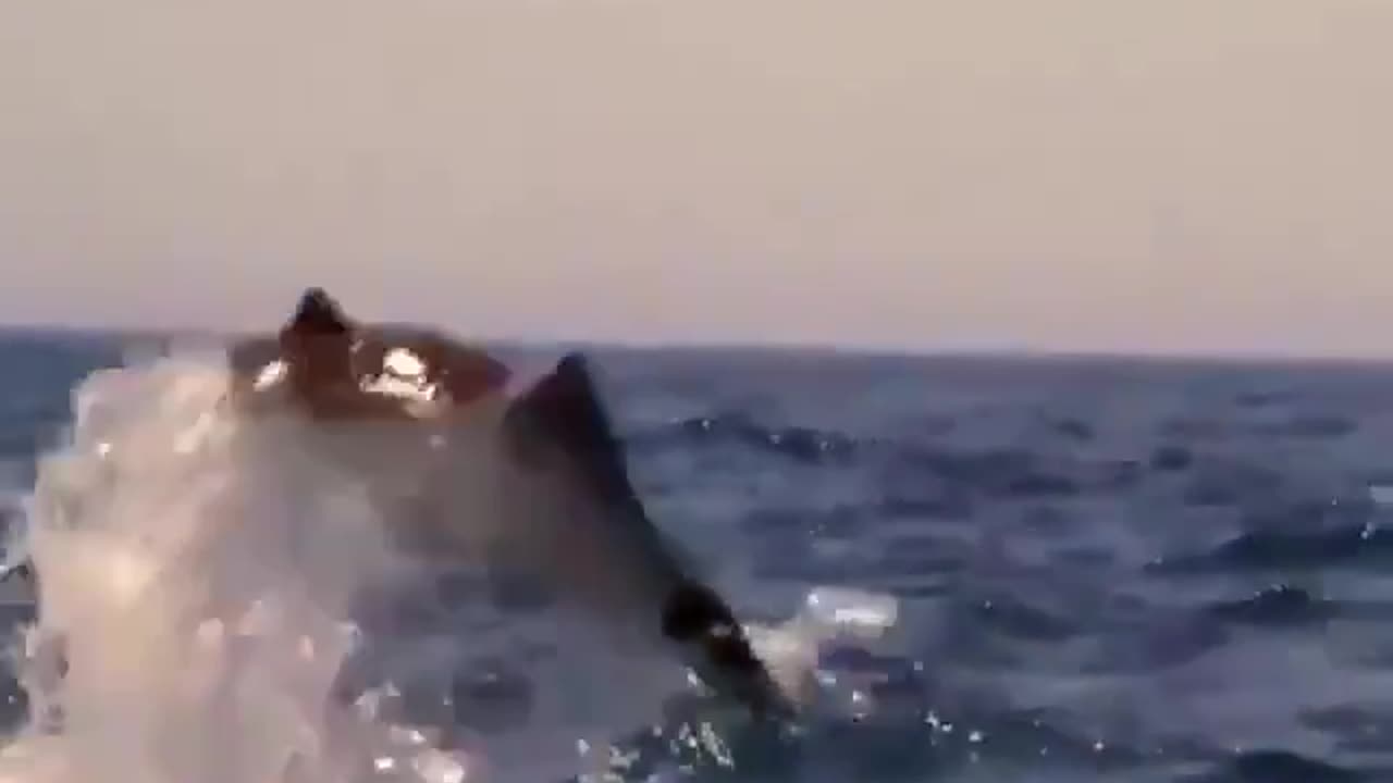 Stingray Bellyflop in Slow Mo