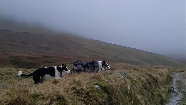 Three Dogs Cross the Road Differently